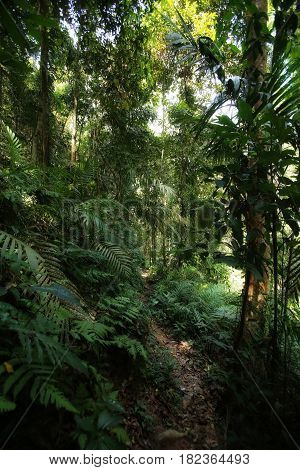 Jungle Trekking On Koh Chang