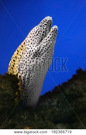 Spotted moray eel in aquarium