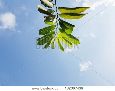 Living Artabotrys siamensis Leave and the sky