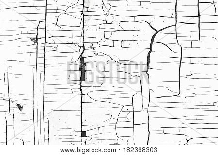 Texture. The background is a white wall with peeling white paint