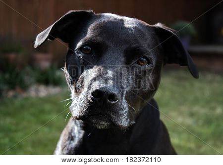 beautiful shiny black Labrador Staffordshire Bull Terrier crossbreed dog with kind eyes