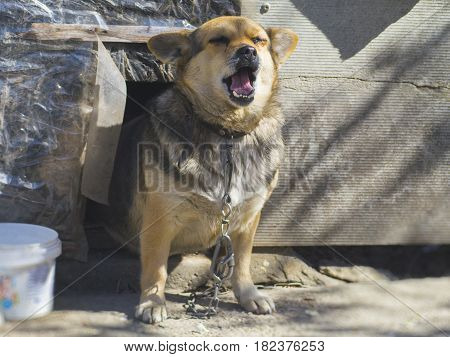 A nice yard dog near the booth in the yard