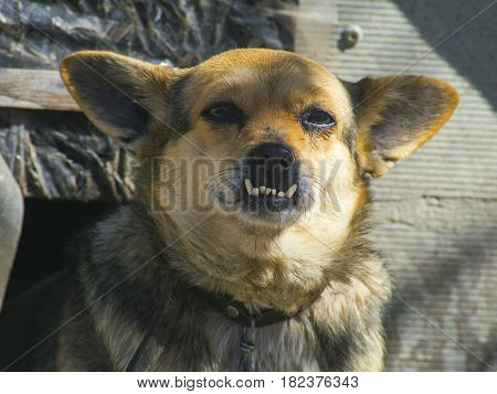 The lovely domestic dog with big teeth closeup
