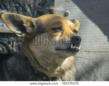 The lovely domestic dog with big teeth close-up