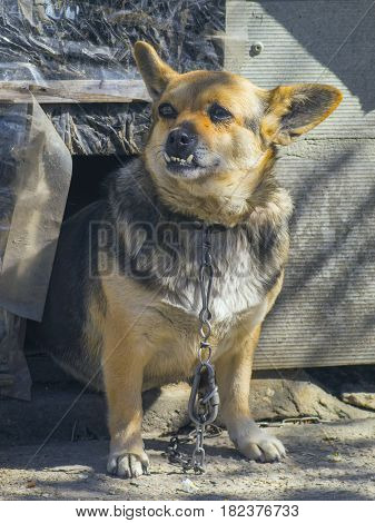 The lovely dog with big teeth looking into the distance