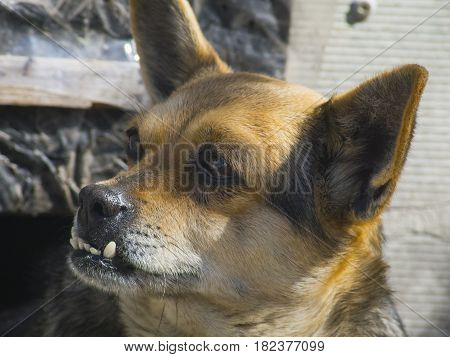 The lovely domestic dog with big teeth looks somewhere