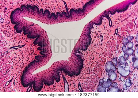 Esophagus Dog- Abstract Background Cell