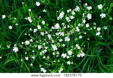 White stitchwort (stellar in) a common wild flower