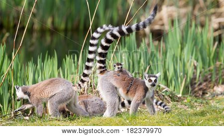 Ring-tailed Lemur