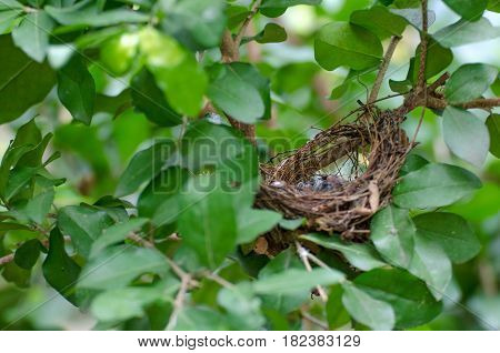 empty bird nest on tree with tree branches and green blurred background soft focus selective focus copy space.