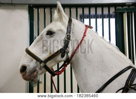 Gray colored lipizzan saddle horse waiting for riders. Head shot of a young beautiful lipizzan in the stable