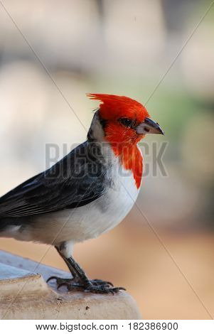 Cute red crested cardinal bird with a tiny bread crumb.