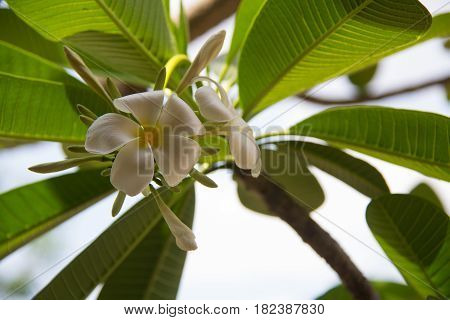Abstract soft focus of Frangipani flower Plumeria flora Graveyard Tree with leaves Beautiful Paper Flower vintage in the garden grass background blurryAsian flowers.