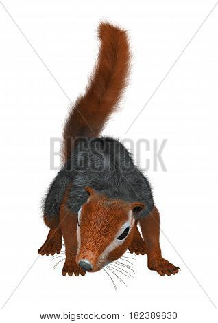 3D Rendering Red Bush Squirrel On White