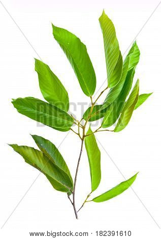 Leaf Isolate Natural