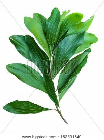 Leaf Isolate Natural