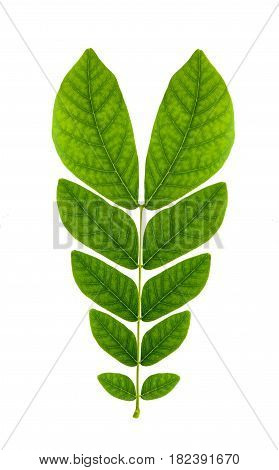 Leaf Isolate Natural