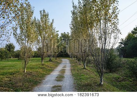 Park of Grugnotorto (Lombardy Italy) between Milan and Brianza in autumn. A path for bicycle and pedestrian