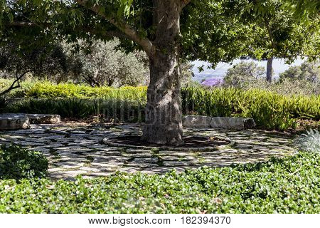 Big lush tree in the green park surrounded with uneven stones pavement