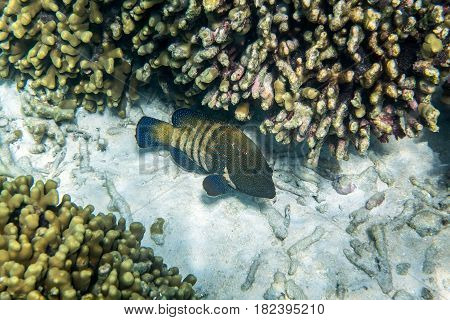 Peacock grouper ( Cephalopholis argus ) swimming around the reef