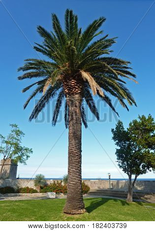 palm tree in a park blue sky sea in the background