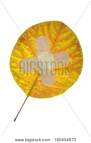 yellow leaf isolated on a white background