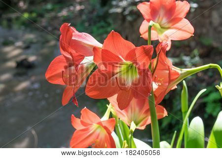 Hippeastrum johnsonii in nature - red flowers