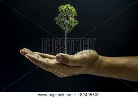 Hand Holding Borassus Flabellifer Palm Tree