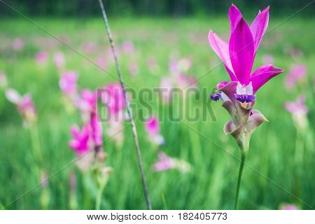 Wallpaper background garden park outdoor flower garden Curcuma sessilis.thailand Tropical forests