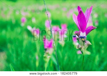 Wallpaper background garden park outdoor flower garden Curcuma sessilis.thailand Tropical forests