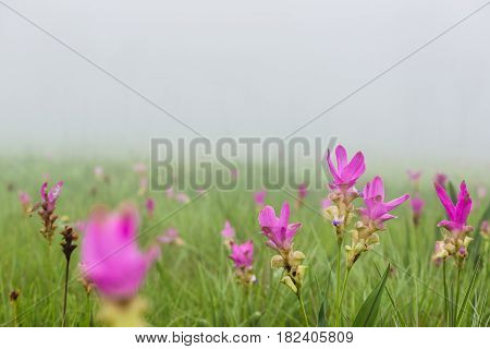 Wallpaper background garden park outdoor fog down flower garden Curcuma sessilis..thailand Tropical forests