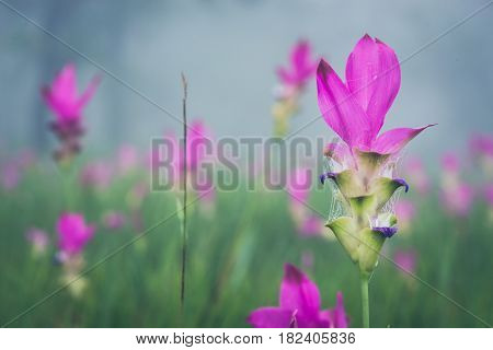 Wallpaper background garden park outdoor fog down flower garden Curcuma sessilis..thailand Tropical forests