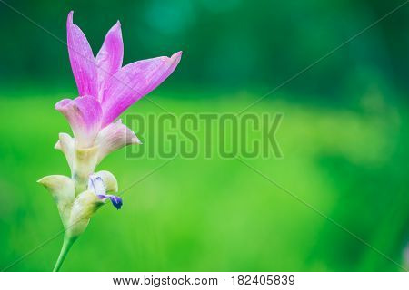 Wallpaper background garden park outdoor flower garden Curcuma sessilis.thailand Tropical forests