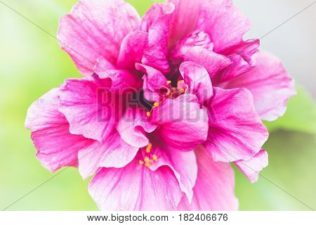 background nature Flower Hibiscus rosa-sinensis L. . full flower. White background