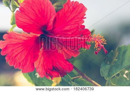 background nature Flower Hibiscus rosa-sinensis L. full flower. Blurred Background