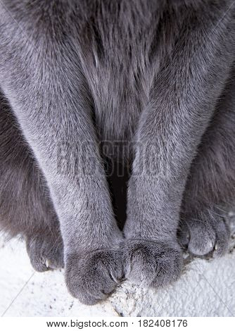 Detail Shot Of Soft Cat Paws While Sitting