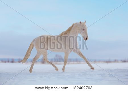 Cremello horse runs on snow in winter