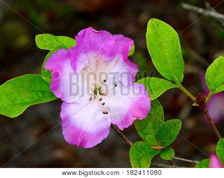 Azalea, White and Pink, Spring time Flower.