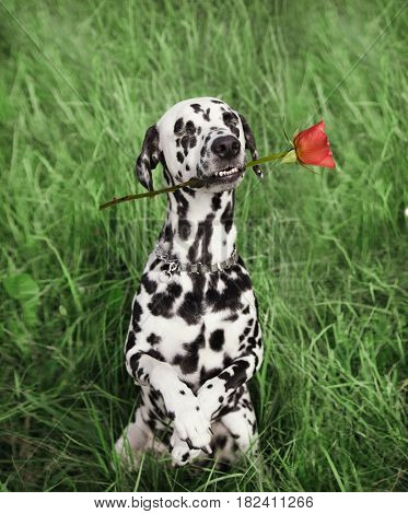 dog in love with red rose in the mouth sitting on the grass
