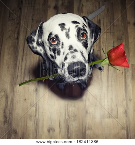 dog in love with red rose in the mouth present it to somebody