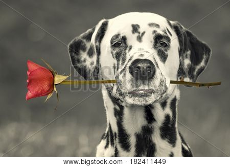 dog in love with red rose in the mouth -- black and white card