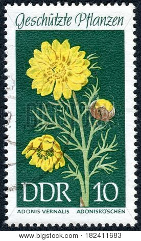 GERMANY - CIRCA 1969: A stamp printed in Germany (GDR) shows the flower Adonis vernalis circa 1969