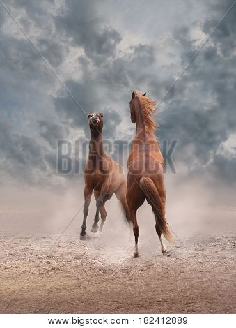 Horses standing on their hind legs are fighting for the status of the leader.