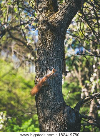 Squirrels climbing tree in Gellert hill park in Budapest, Hungary, on sunny clear spring day