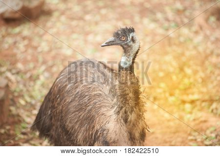 Portrait of Emu (Dromaius novaehollandiae). Wildlife animal in a park.