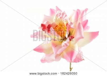 pink beautiful rose flower on white background
