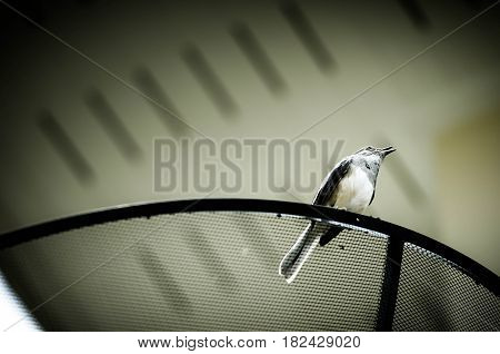 Beautiful black and white bird, male Oriental Magpie Robin (Copsychus saularis)