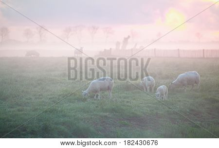 sheep grazing on pasture at misty sunrise