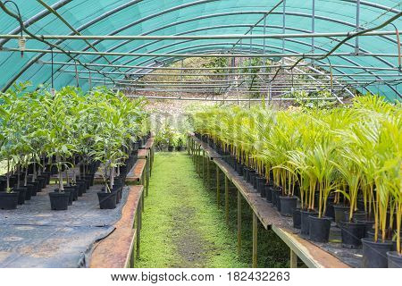 Tree Nursery Tropical Plants