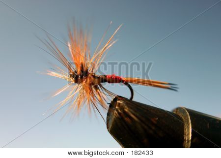 Dry Fly
